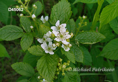 Allegheny Blackberry (Rubus allegheniensis)